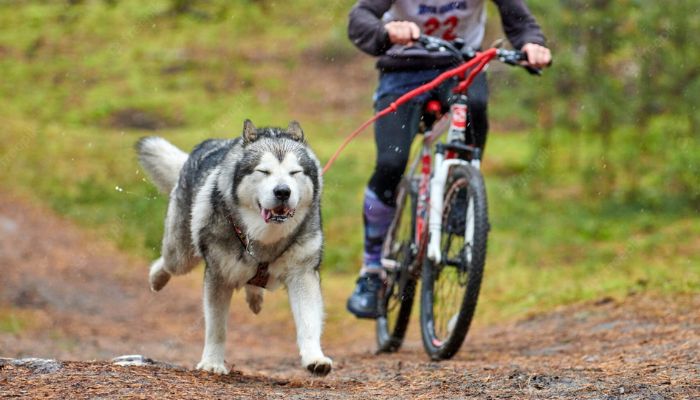 Decouvrez le Cani Vtt