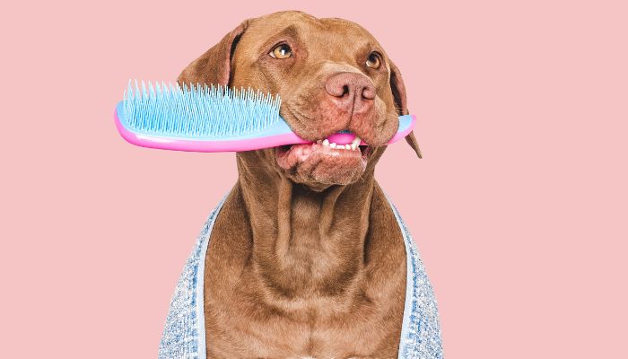 Brosse pour Chien