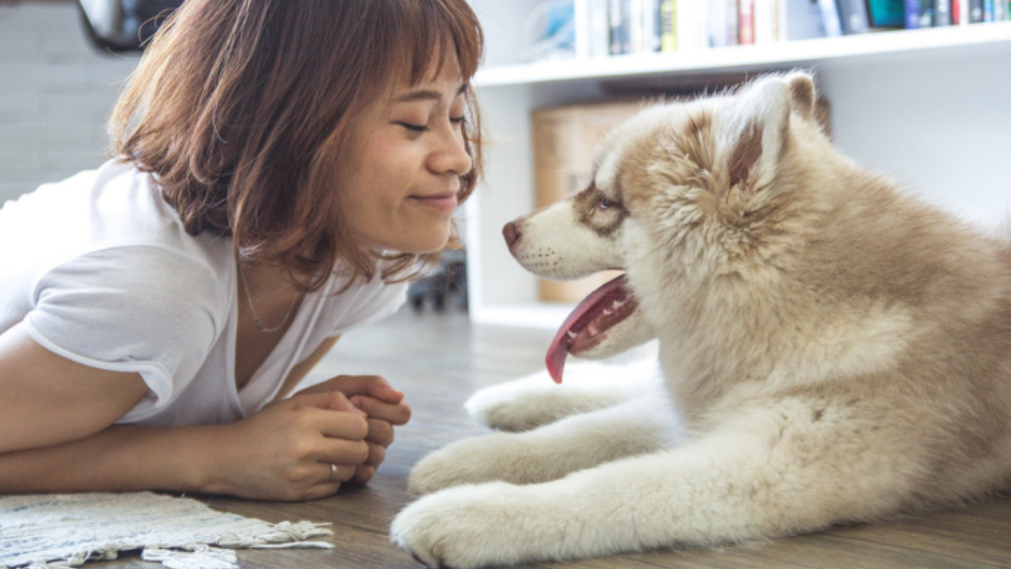 Comment bien accueillir son chiot Husky ?