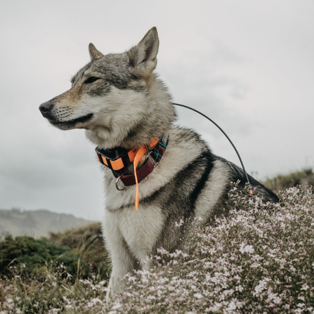 Collier Anti Fugue Pour Chien